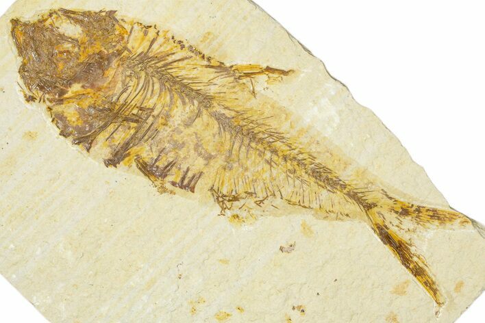 Detailed Fossil Fish (Diplomystus) - Wyoming #379495